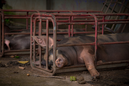 Pig is in old and dirty iron stalls.の写真素材