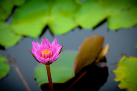 The beauty of the lotus in the pondの写真素材