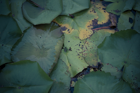 The beauty of the lotus in the pondの写真素材