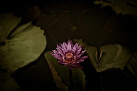 The beauty of the lotus in the pondの写真素材