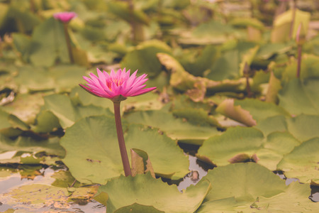 The beauty of the lotus in the pond