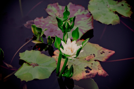 The beauty of the lotus in the pondの写真素材