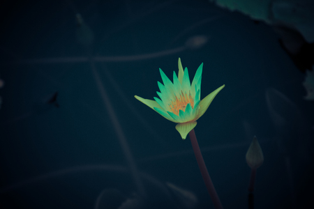 The beauty of the lotus in the pondの写真素材