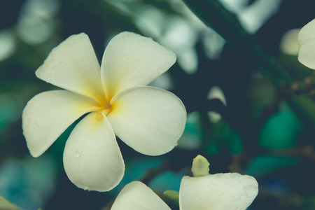 Beautiful frangipani flowers on the treeの写真素材