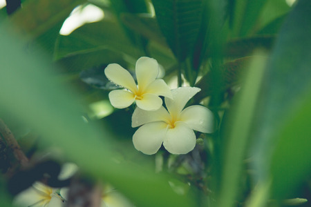 Beautiful frangipani flowers on the treeの写真素材