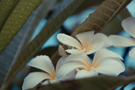 Beautiful frangipani flowers on the treeの写真素材