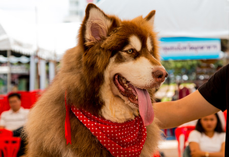 portrait young Alaskan Malamute in Thailandのeditorial素材