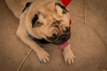 Funny face of pug dog in Thailandのeditorial素材