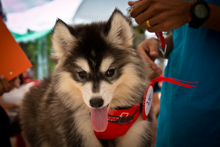 Siberian Husky  smiling playful in Thailandのeditorial素材