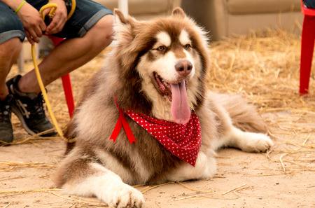 portrait young Alaskan Malamute in Thailandのeditorial素材