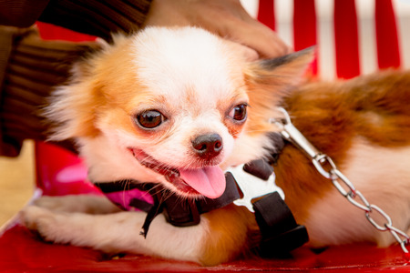 The dog Chihuahua in Thailandの写真素材