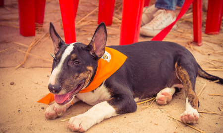 The dog Bull Terrier in Thailandのeditorial素材