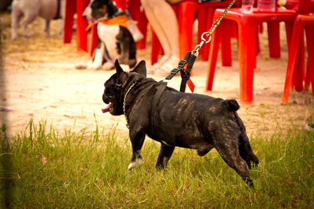 French Bulldog in outdoor Thailandのeditorial素材