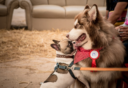 portrait young Alaskan Malamute in Thailandのeditorial素材