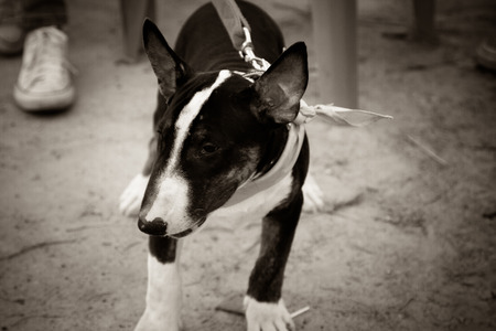 The dog Bull Terrier in Thailandのeditorial素材