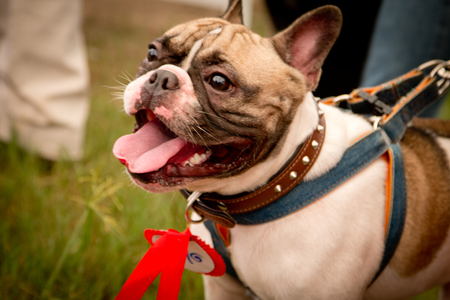 French Bulldog in outdoor Thailandのeditorial素材