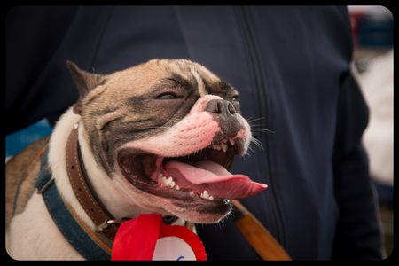 French Bulldog in outdoor Thailandの写真素材