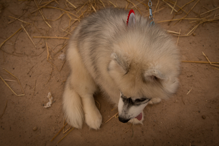 Siberian Husky  smiling playful in Thailandのeditorial素材