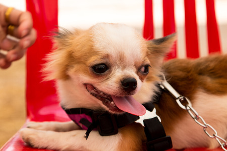 The dog Chihuahua in Thailandのeditorial素材