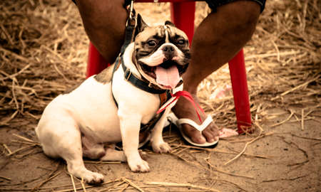 French Bulldog in outdoor Thailandのeditorial素材