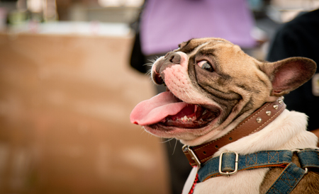 French Bulldog in outdoor Thailandのeditorial素材