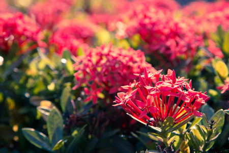 beautifull iIxora flower.Red spike flower. King Ixora bloomingの写真素材