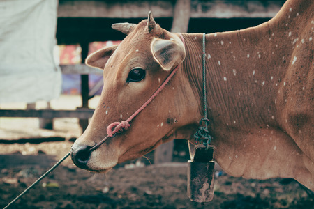 Brahman Cattle in stablesの写真素材