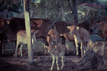 Brahman Cattle in stablesの写真素材