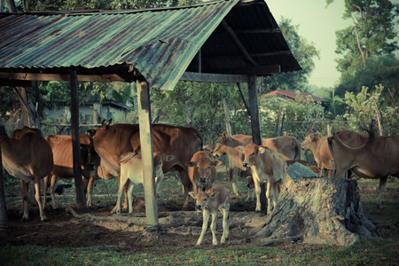 Brahman Cattle in stablesの写真素材