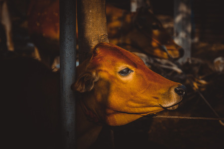 Brahman Cattle in stablesの写真素材