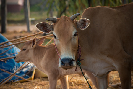 Brahman Cattle in stablesの写真素材