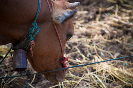 Brahman Cattle in stablesの写真素材
