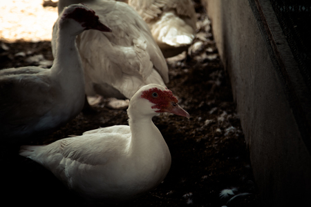 ducks on green grass in farm and cageの写真素材