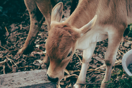 Brahman Cattle in stablesの写真素材