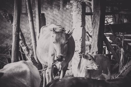 Brahman Cattle in stablesの写真素材
