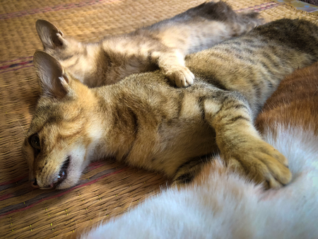 Neutering dogs and cats in World Rabies Day,Surgical sterilization of dogs, catsの写真素材