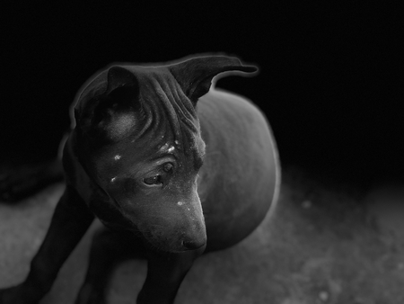 Dog sitting waiting for the bossの写真素材