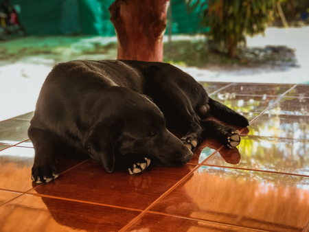 Dog sitting waiting for the bossの写真素材
