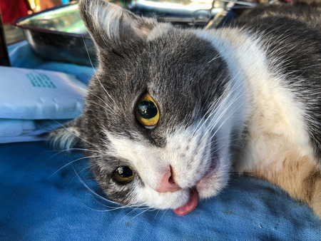 Neutering cats in World Rabies Day,Surgical sterilization of dogs, cats