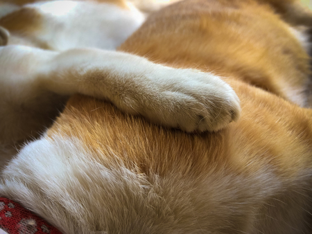 Neutering dogs and cats in World Rabies Day,Surgical sterilization of dogs, cats
