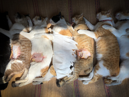 Neutering dogs and cats in World Rabies Day,Surgical sterilization of dogs, catsの写真素材