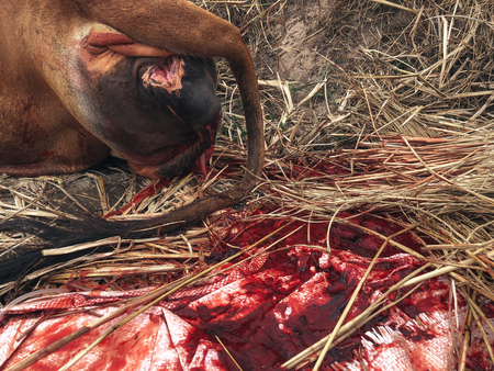 Veterinary surgeons cure cow uterusの写真素材