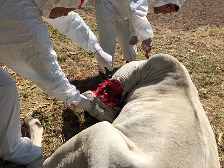 veterinary cuts the cow head.の写真素材