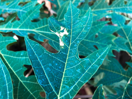danger insect destroyed Papaya leaves