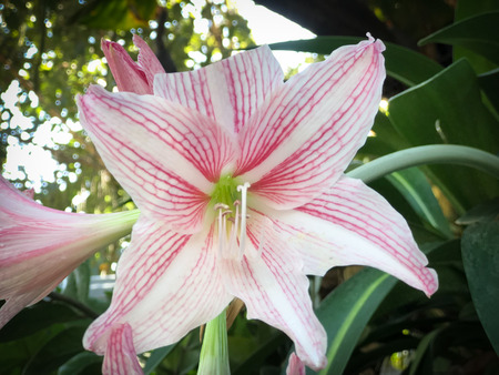 Beautiful flower Hippeastrum spp. flower buds are separated, the petals split into six-pointed branchesの写真素材