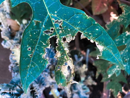 danger insect destroyed Papaya leavesの写真素材