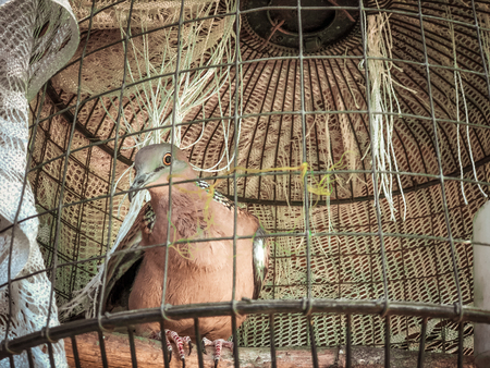 Pigeon, rola, dove diamond trapped in cage ,Spilopelia chinensisの写真素材