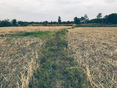 The middle of the rice fields harvestedの写真素材