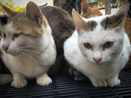 cat in cage sleeping waiting for adoption treatment