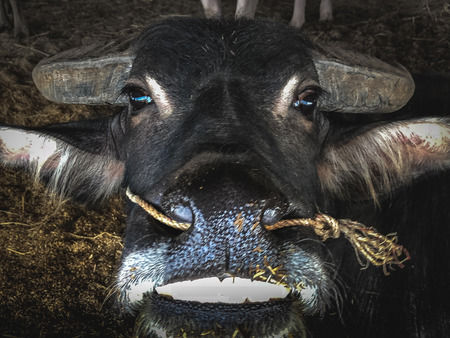 close up buffalo with rope on the nose, farm in Thailandの写真素材